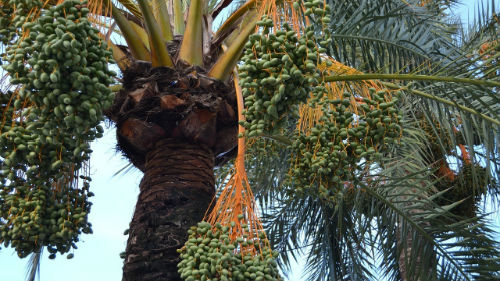 финиковая пальма