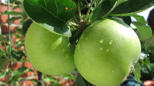 зеленые яблоки на дереве