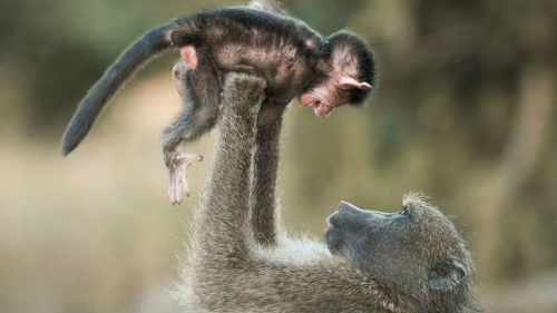 обезьяна с детенышем