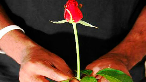 дарить красную розу