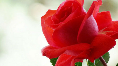 искусственная красная роза