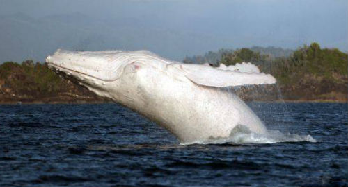 белый кит во сне