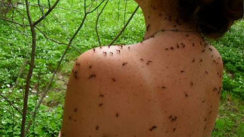 муравьи ползающие в волосах на голове