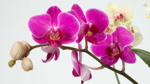 орхидея розовая во сне
