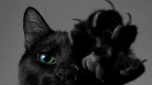 черный кот нападает