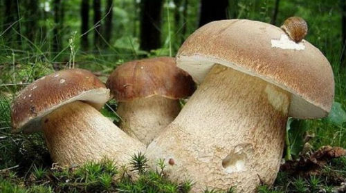 сонник собирать белые грибы