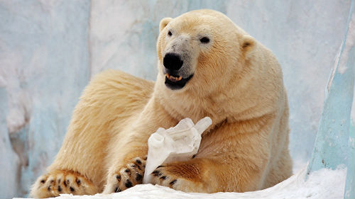 полярный медведь