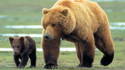 медведица с медвеженком