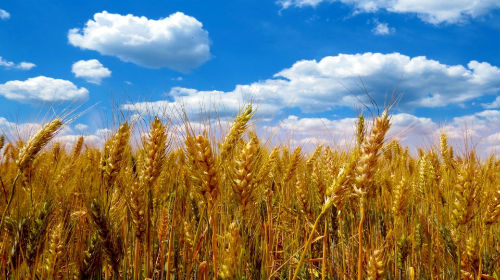 Пшеница толкование сонника