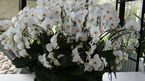 орхидеи цветущие в горшке