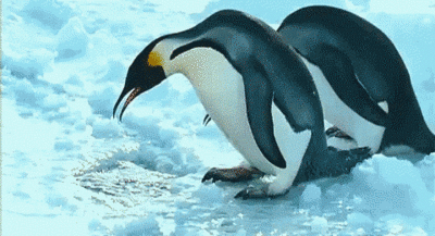 к чему снится пингвин