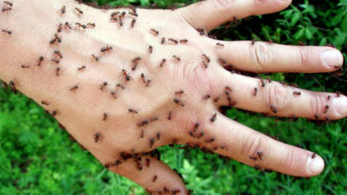 приснились муравьи ползающие по телу
