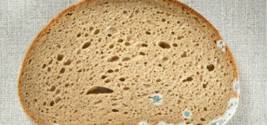 хлеб с плесенью