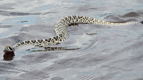 большая змея в воде