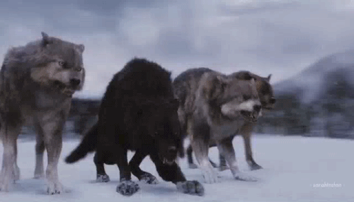волк нападает