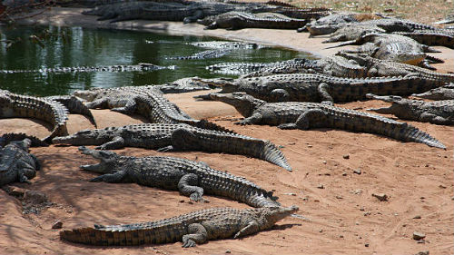 много крокодилов
