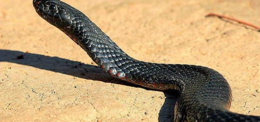 чёрная змея