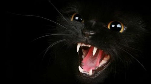 к чему снится как черная кошка нападает