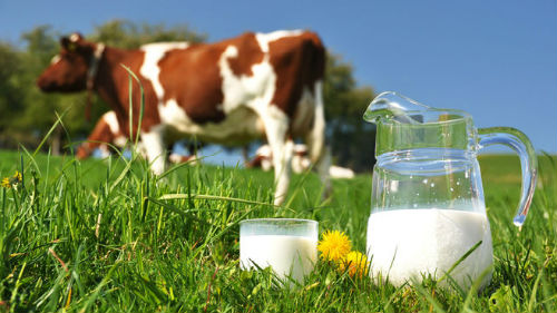 молоко в банке коровье
