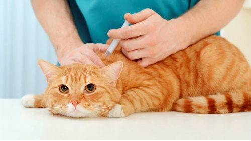 лечение кошки