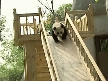 Панда во сне