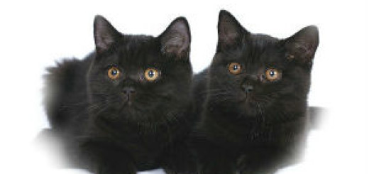 чёрные котята