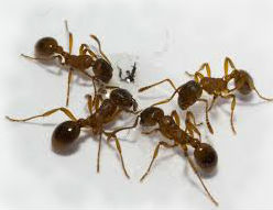 к чему снятся муравьи