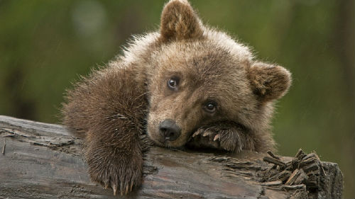 медвежонок маленький во сне
