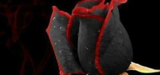 чёрная роза