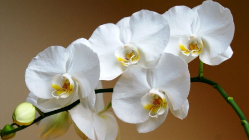 к чему снится орхидея белая