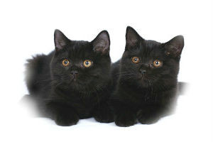 Черные котята сонник