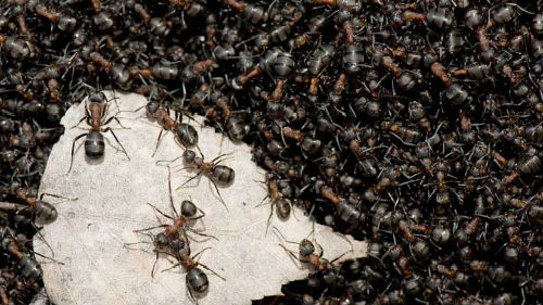 к чему снятся муравьи в большом количестве