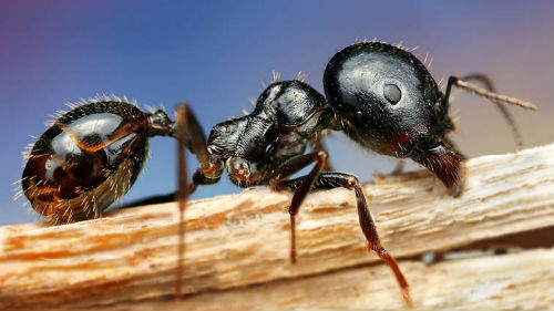 большие черные муравьи	