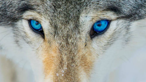 волк с необычными глазами